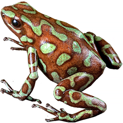  Auratus Dart Frogs